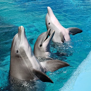 a group of three dolphins with their head above water and showcasing their talent.