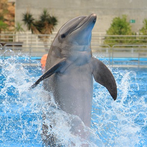 a cute dolphin coming straight out of the water.