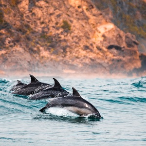 a group of four dolphins diving back intothe water.