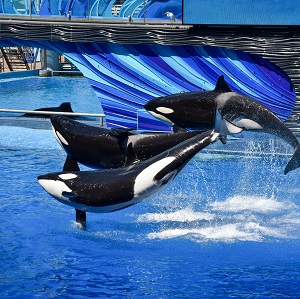 a group of three orcas showcasing their talent.