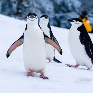 an image showing 3 penguins dancing.