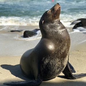 a sealion looking upwards with its body arched.