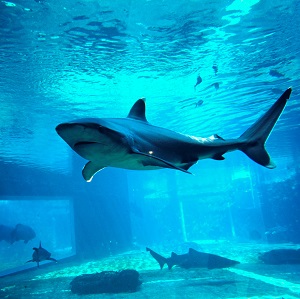 Shark swimming in a shark tank.