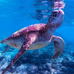 an underwater view of turtle in aquarium.