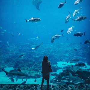 A girl standing infront of large aquarium tank containing variety of fishes in it.