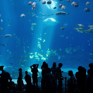 A group of people watching fishes in the aquarium tank.