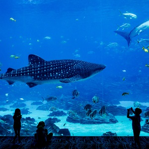 A group of people standing infront of the aqurium tank containg large whale.