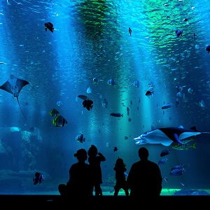 a family getting amused while watching fishes in aquarium.