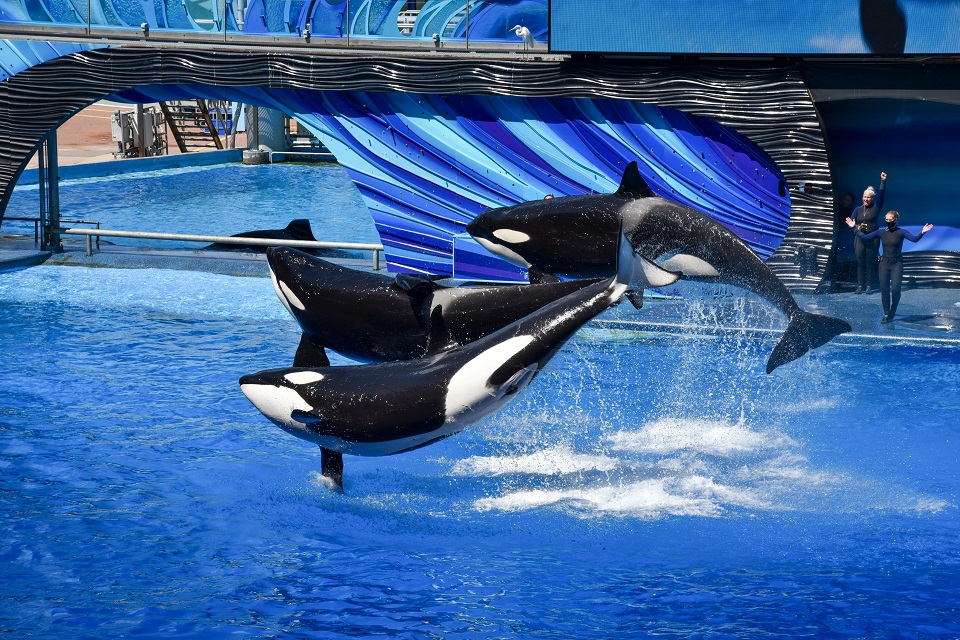 a group of three orcas showcasing their talent.