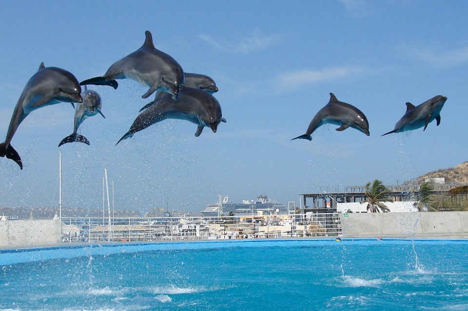 an image showing a group of dolphins taking a large jump over water.