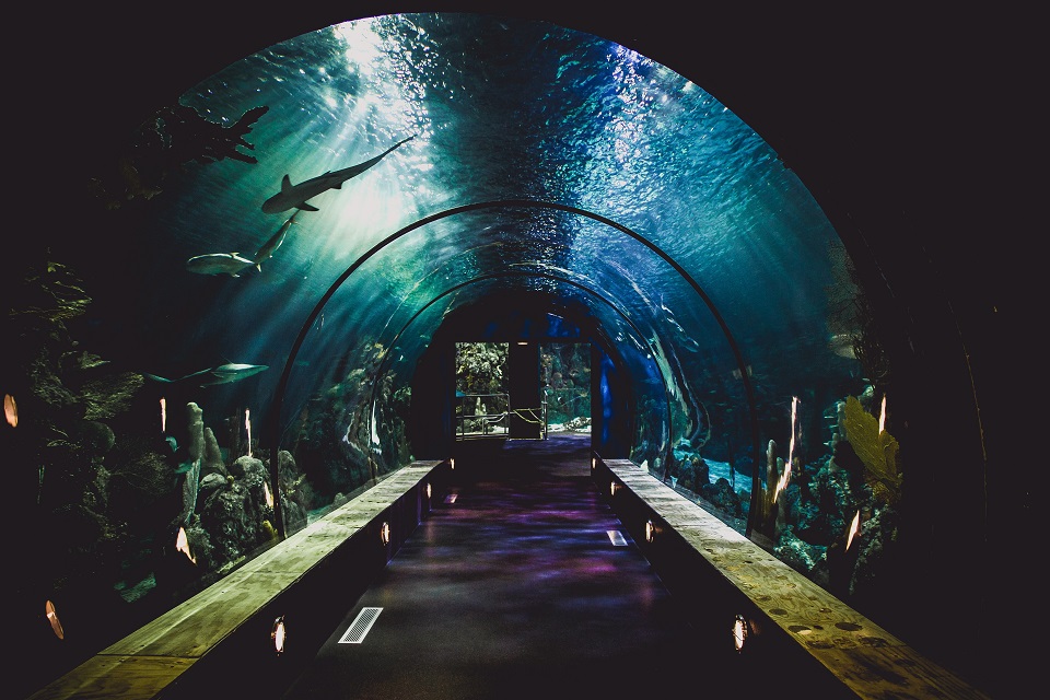 an image showing the underwater passage of Aquater restaurant at theme park.