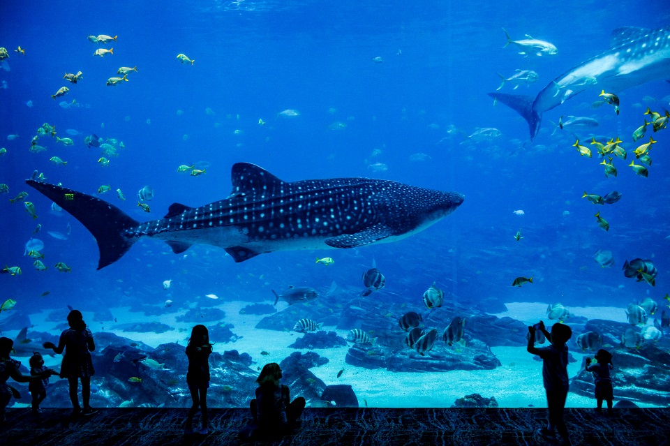 an image showing a large whale in the aquarium located in theme park.