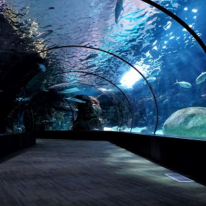 Underwater passage surrounded by water in Aquater.